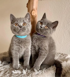 Reinrassige BKH KITTEN mit Bernsteinaugen