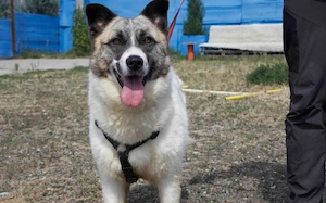 Liebenswerte Manja sucht ihr Zuhause