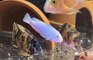 Malawi Pseudotropheus socolofi Albino Bild 3