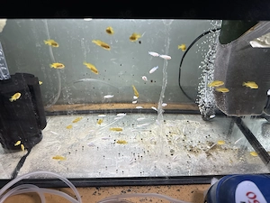 Malawi Pseudotropheus socolofi Albino Bild 4
