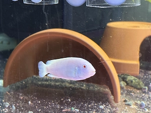 Malawi Pseudotropheus socolofi Albino