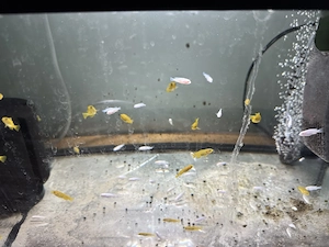 Malawi Pseudotropheus socolofi Albino Bild 5