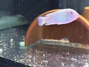 Malawi Pseudotropheus socolofi Albino Bild 2