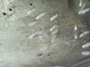 Malawi Pseudotropheus socolofi Albino Bild 6