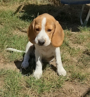 Beaglewelpen reinrassig mit Papieren 