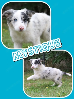 Auszugsbereite Border Collie Welpen