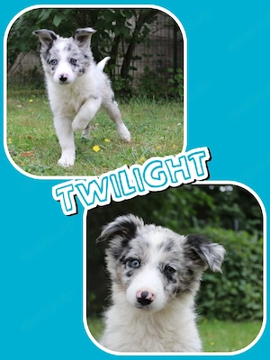 Auszugsbereite Border Collie Welpen