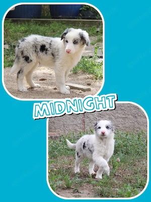 Auszugsbereite Border Collie Welpen