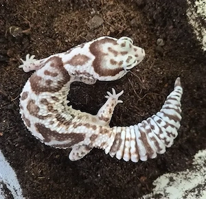0.1 Hemitheconyx caudicinctus 