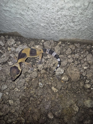 leopardgeckos 
