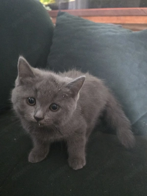 An Hund, Kinder u. Rollstuhl gewöhnt Bkh Britisch Kurzhaar Kitten Kätzchen und Ekh Kitten Katzenbaby