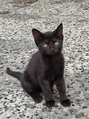 Baby Katze weiblich 3 Monate Alt