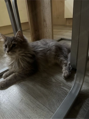 Maine Coon Dame