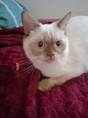 Britisch Kurzhaar Kater kastriert