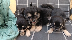Chihuahua mischlinge