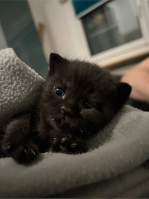 schwarzer Baby Kater sucht liebevolleFamilie