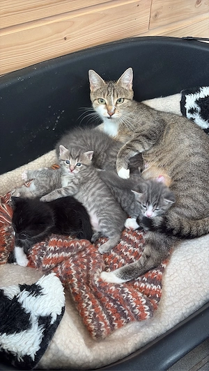 babykatze 