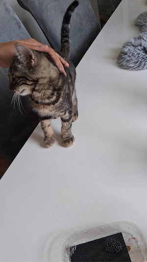 katzer sucht ein zu hause 