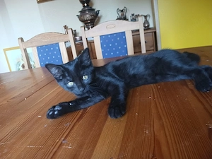 junge Katze weiblich 