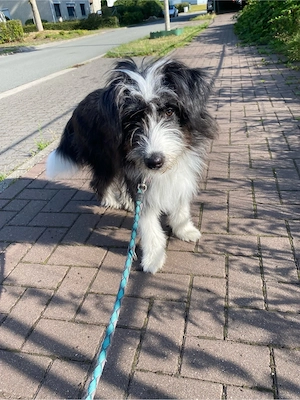junge Familienhund sucht liebevolles zu Hause