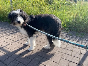 Australian Shepherd Mix Junghund sucht ein liebevolles Zuhause 