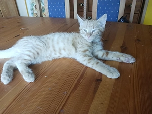 junge katze männlich 