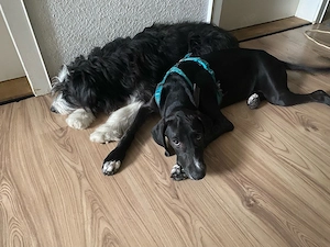 Liebevolle Mischlingshündin sucht ein neues Zuhause Bild 2