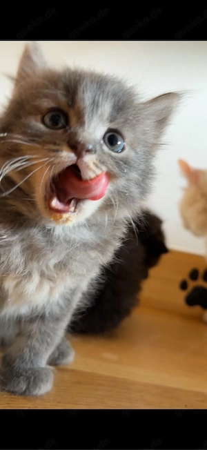  süße Kitten suchen ein liebevolles Zuhause