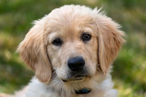 Golden Retriever Welpen bieten und fürs Leben