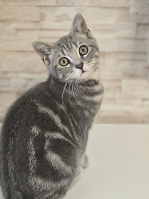 BKH Kitten Kätzchen Babykatze Männchen 