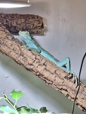 0.0.1 Iguana iguana blau