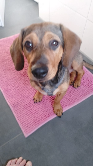 Dackel Mix ( Albert)