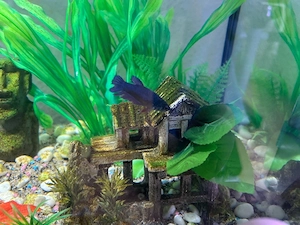 2 kampfisch weibchen 