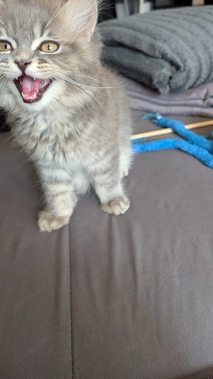 Wunderschönes BLH Kitten sucht ein für immer Zuhause 