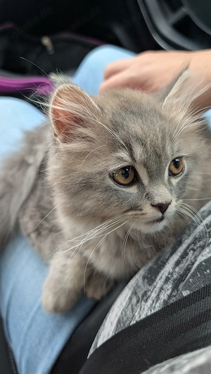 Wunderschönes BLH Kitten sucht ein für immer Zuhause 