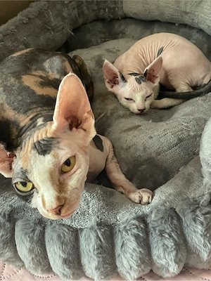 sphynx kitten 