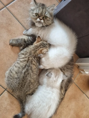 Wunderschöne Kitten suchen neues Zuhause 