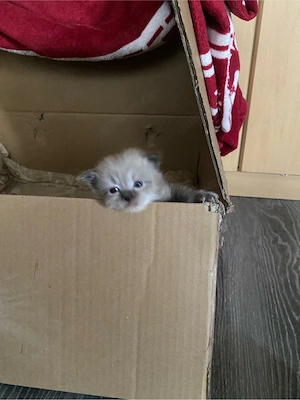 Perser-BKH mix kitten