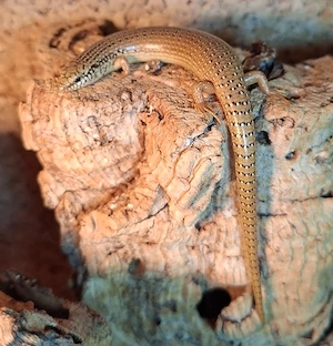 Gefleckter Walzenskink (Chalcides ocellatus) 