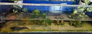 Axolotl 3 Stück