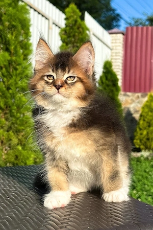 Wunderschöne, 3 Monate alte Maine Coon sucht ein Zuhause für immer.   