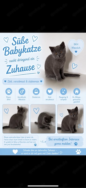 Bkh Kitten