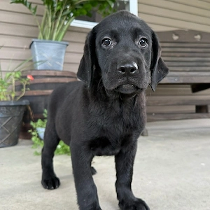 Das ist Myra! Meine elf Wochen alte Labrador-Retriever-Hündin mit wunderschönem schwarzen Fell, gebo
