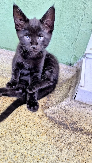 3 süße Maincoon Mix Kitten 