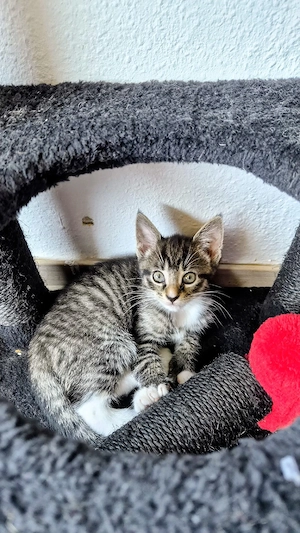 3süße Maincoon Mix Kitten 