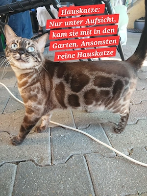 Reinrassige Bengalkatze in den schönen Farben Snow mink doppelt charcoal. Kastriert & gechipt.