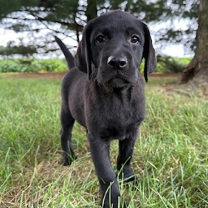 Hallo, ich bin Hoss   ein elf Wochen alter Labrador-Rüde mit wunderschönem schwarzen Fell, der Liebe