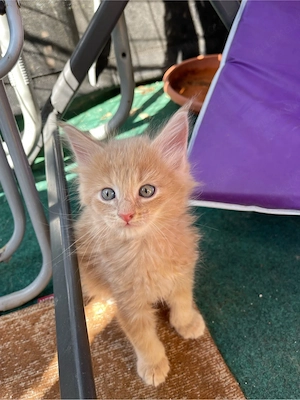 Maine coon kitten Eltern haben stambaumm 