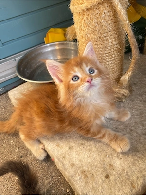 Maine coon kitten Eltern haben stambaumm 