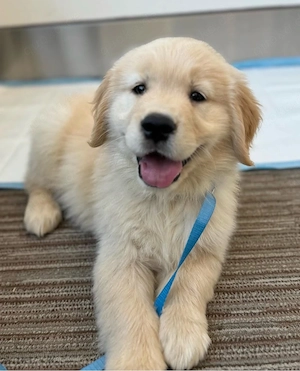 Charming Golden Retriever Welpen!